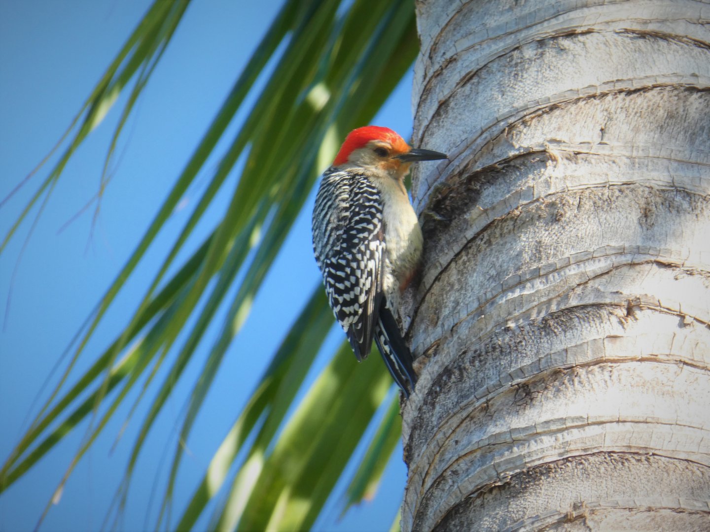 Red-bellied Woodpecker