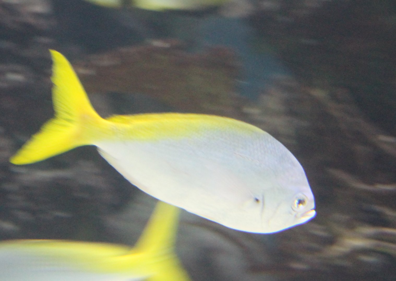 Red-bellied yellowtail fusilier - Caesio cuning
