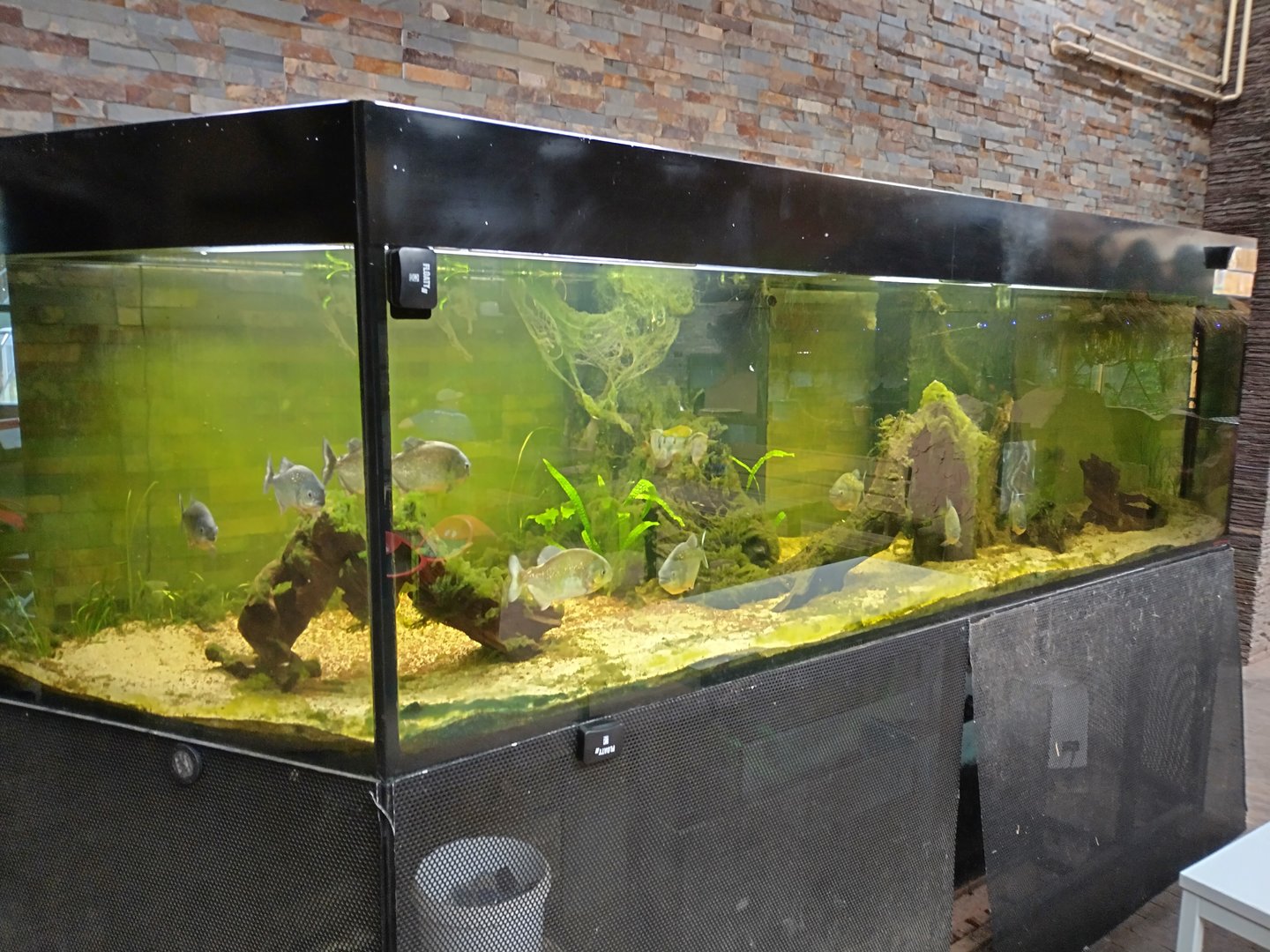 Red belly piranha tank