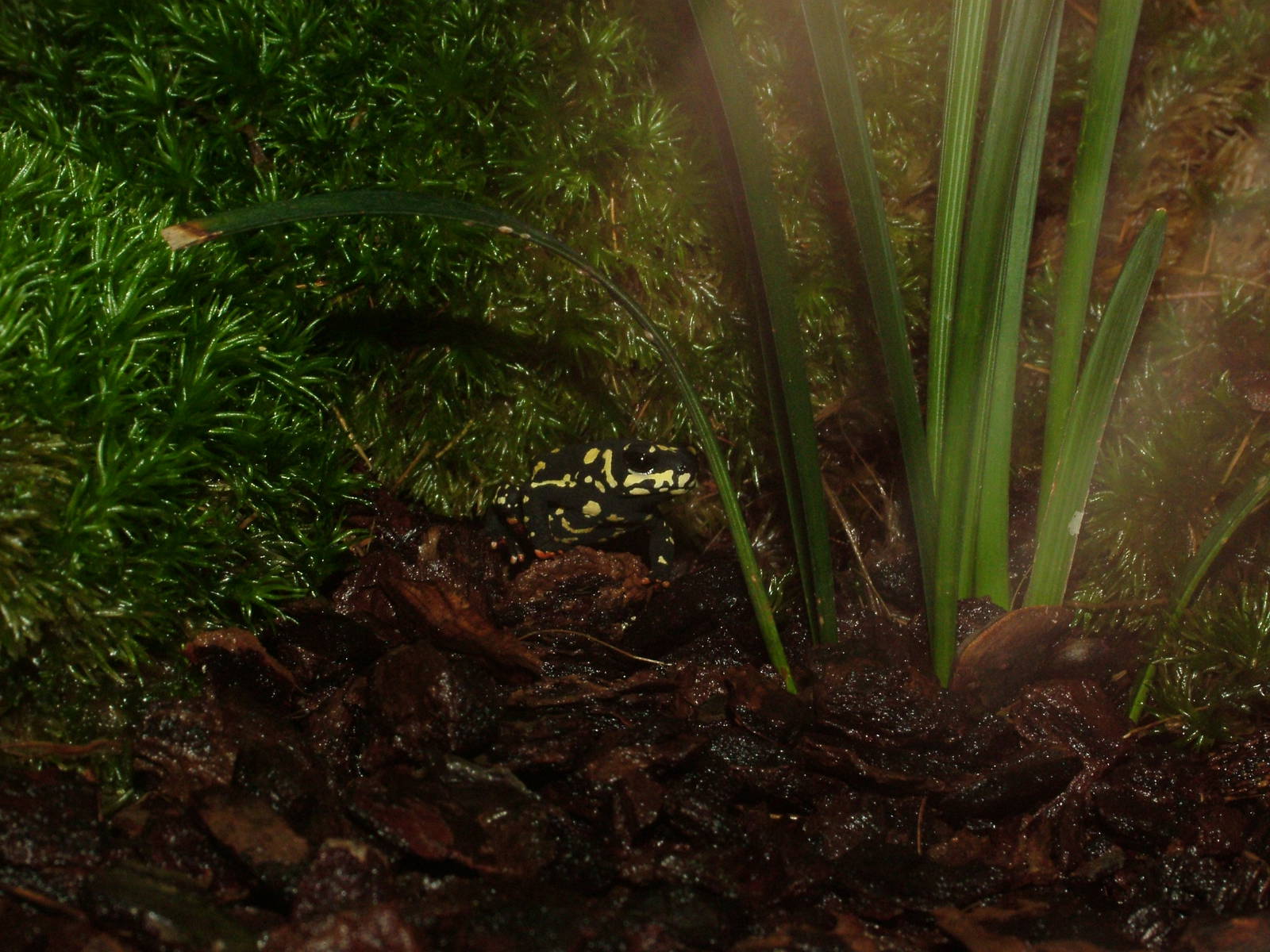 Red-belly Toad at Berlin Zoo Aquarium, 31/08/11