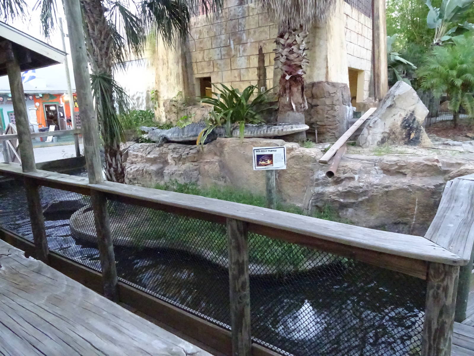 Red Belly Turtle Enclosure at Gator Golf