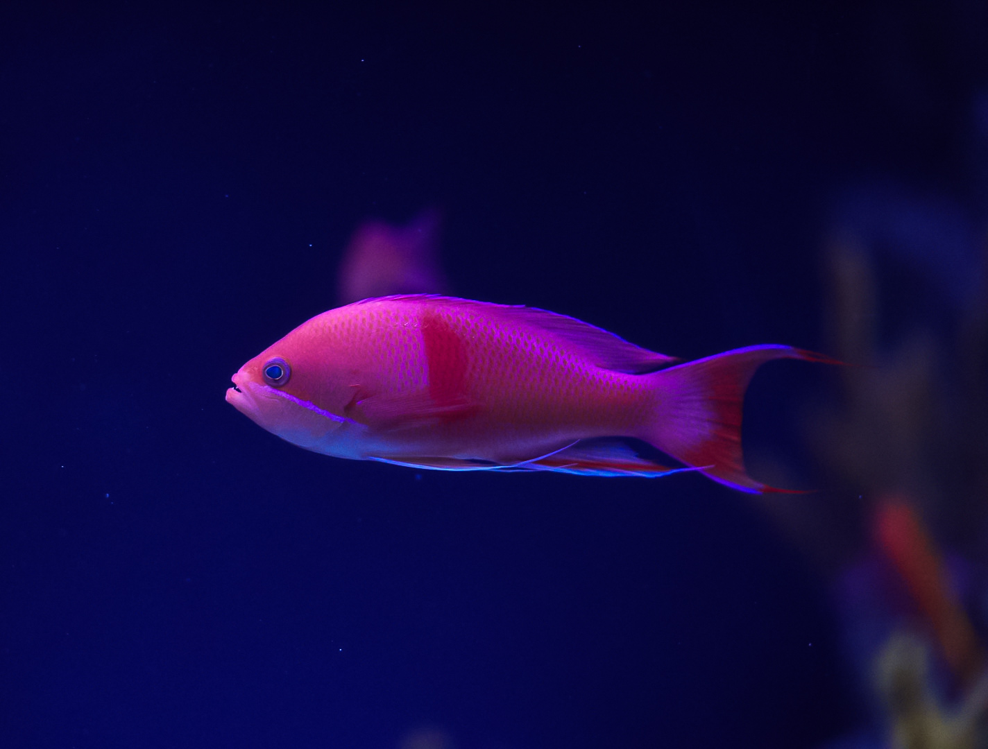 Red Belt Anthias (dominant male)