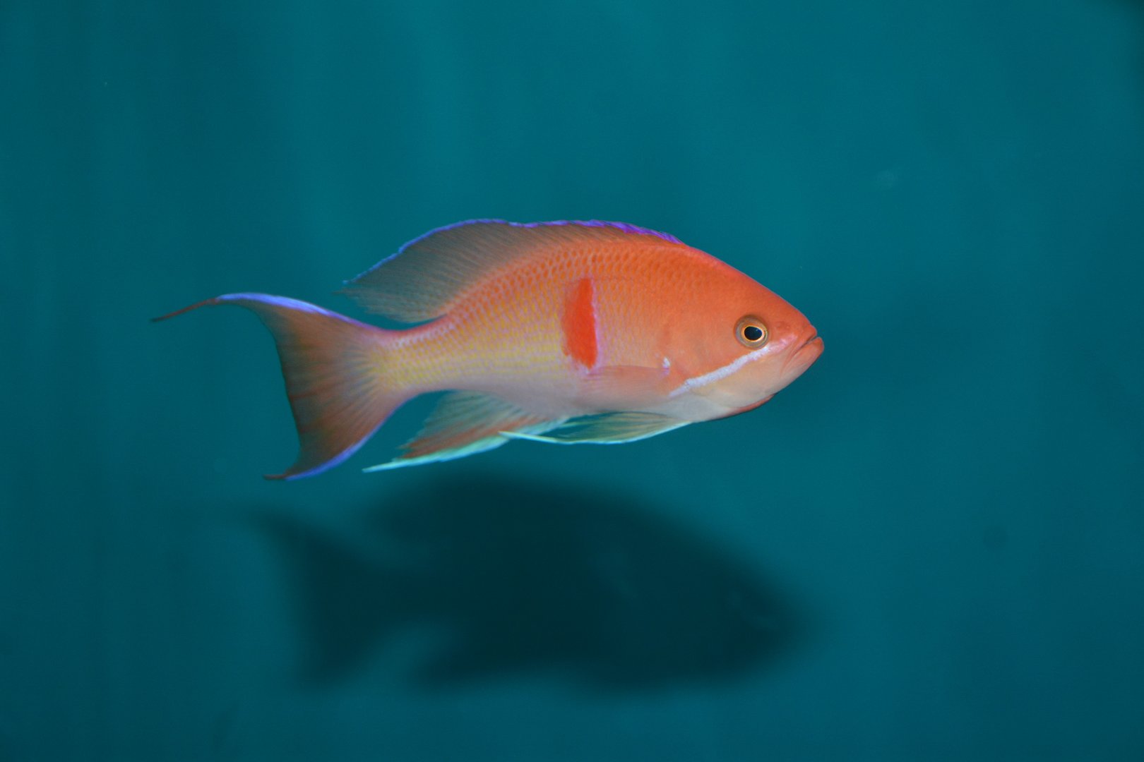 Red-belted anthias (Pseudanthias rubrizonatus)