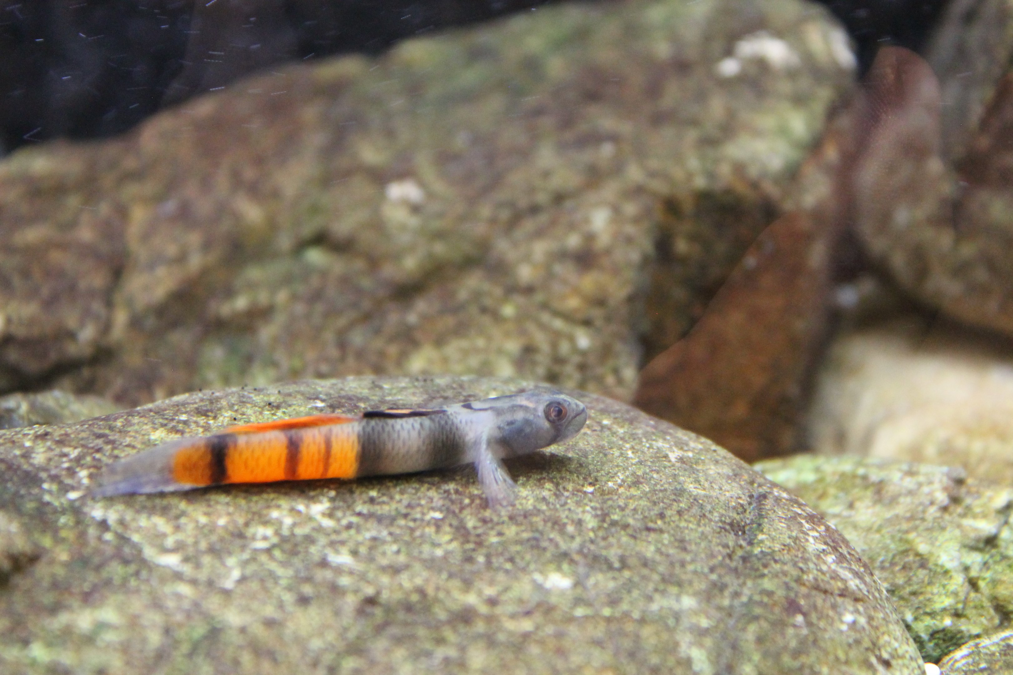 Red-belted Goby (Sicyopus zosterophorus) - male