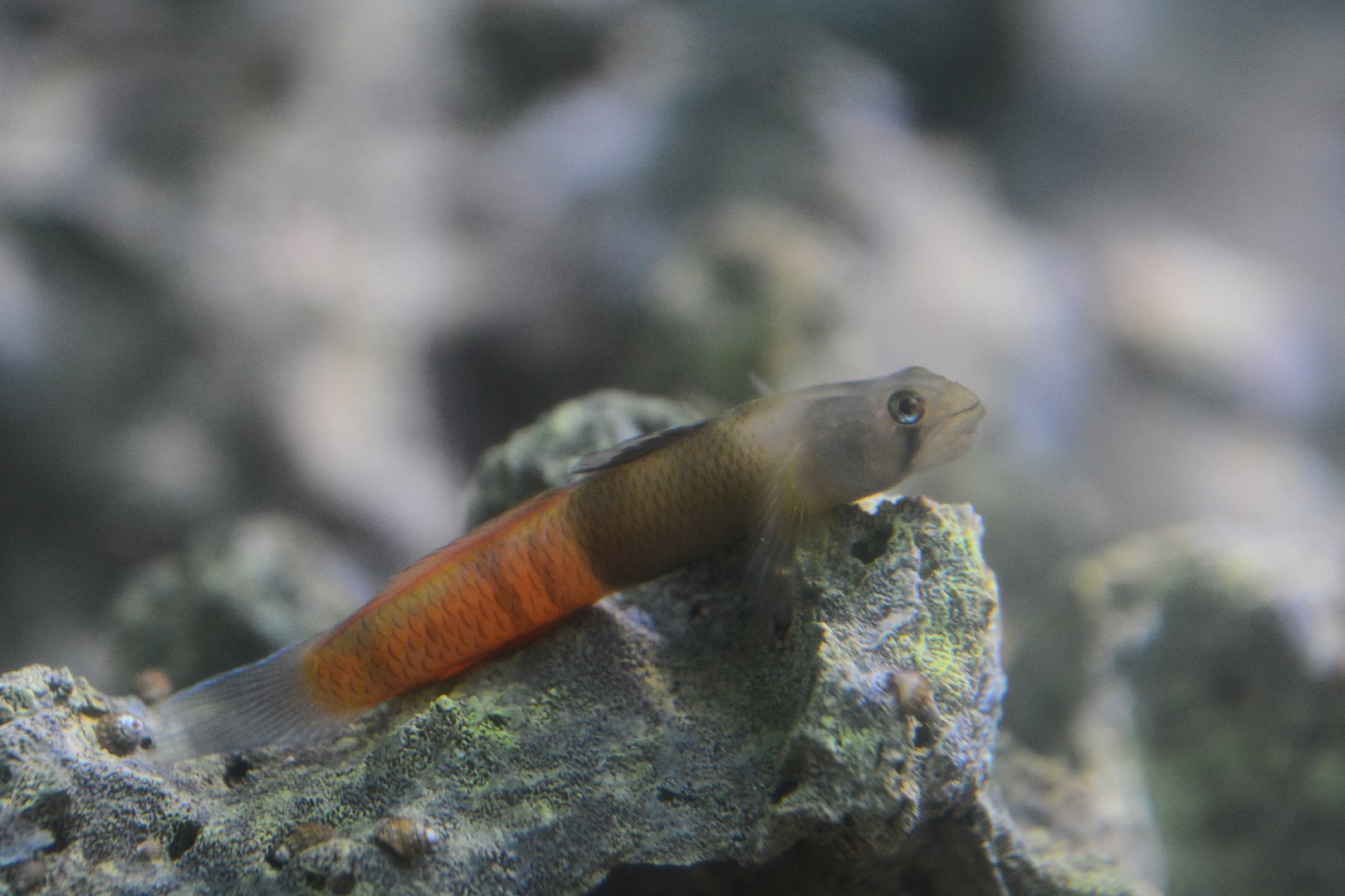 Red belted goby (Sicyopus zosterophorus)
