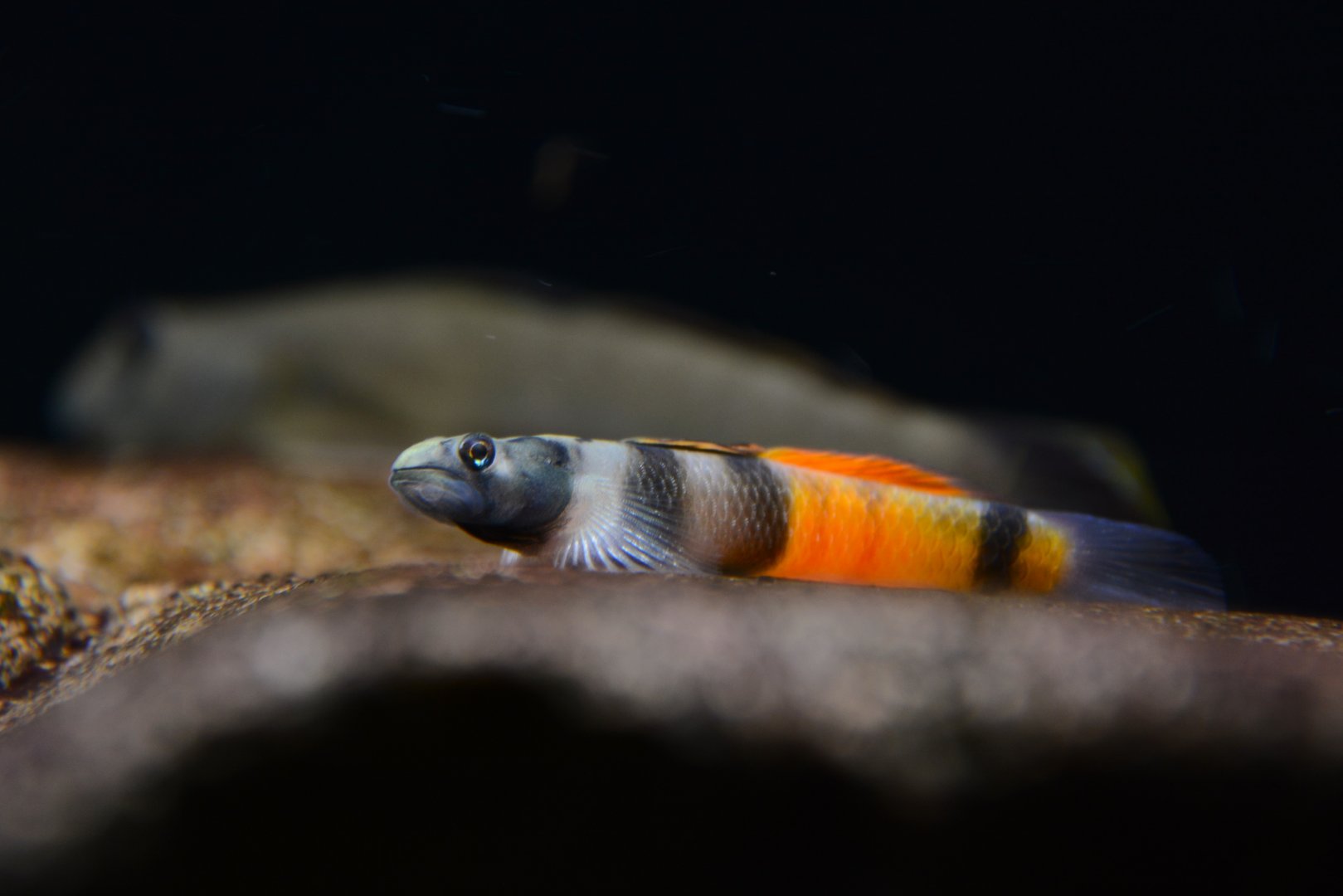 Red-belted goby (Sicyopus zosterophorus)