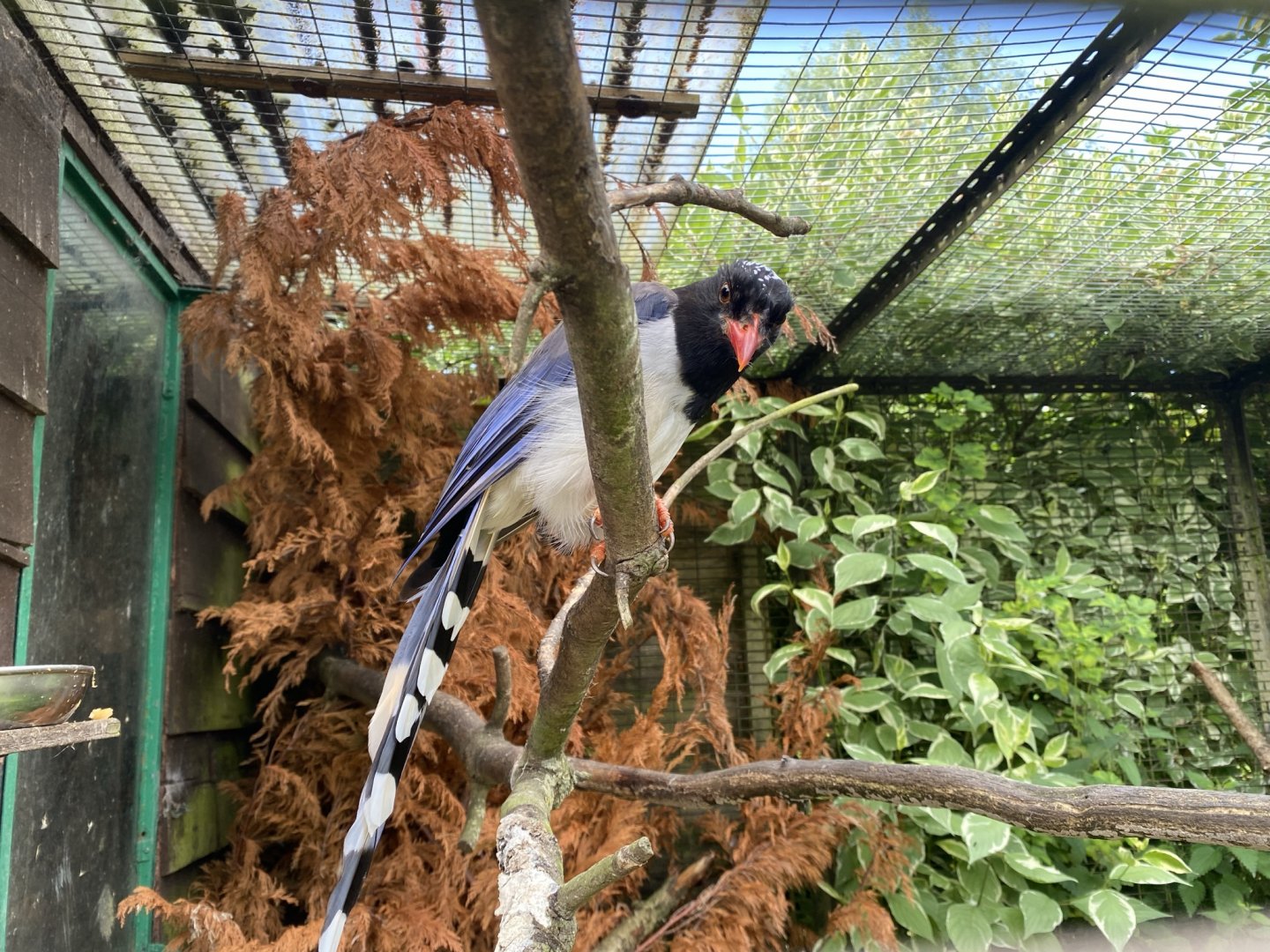 Red-billed blue magpie 030821