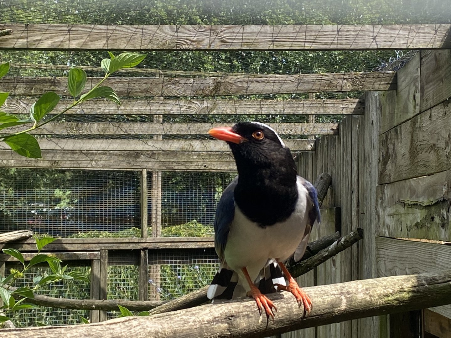 Red-billed blue magpie 060625