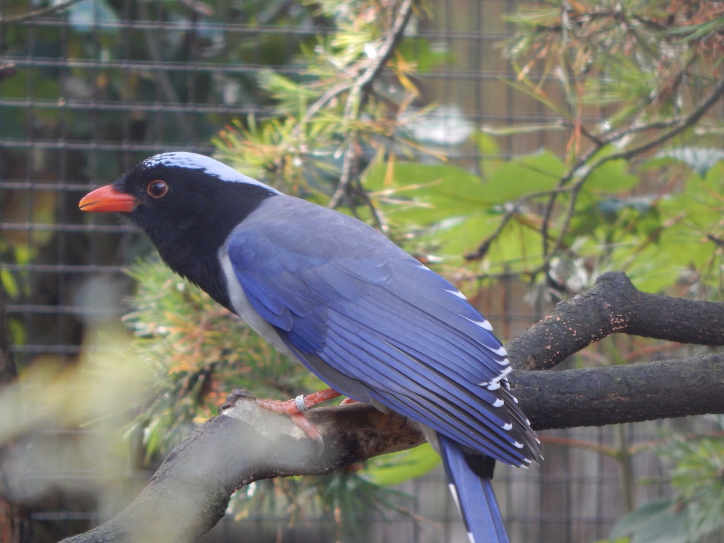 Red-billed blue magpie 081020