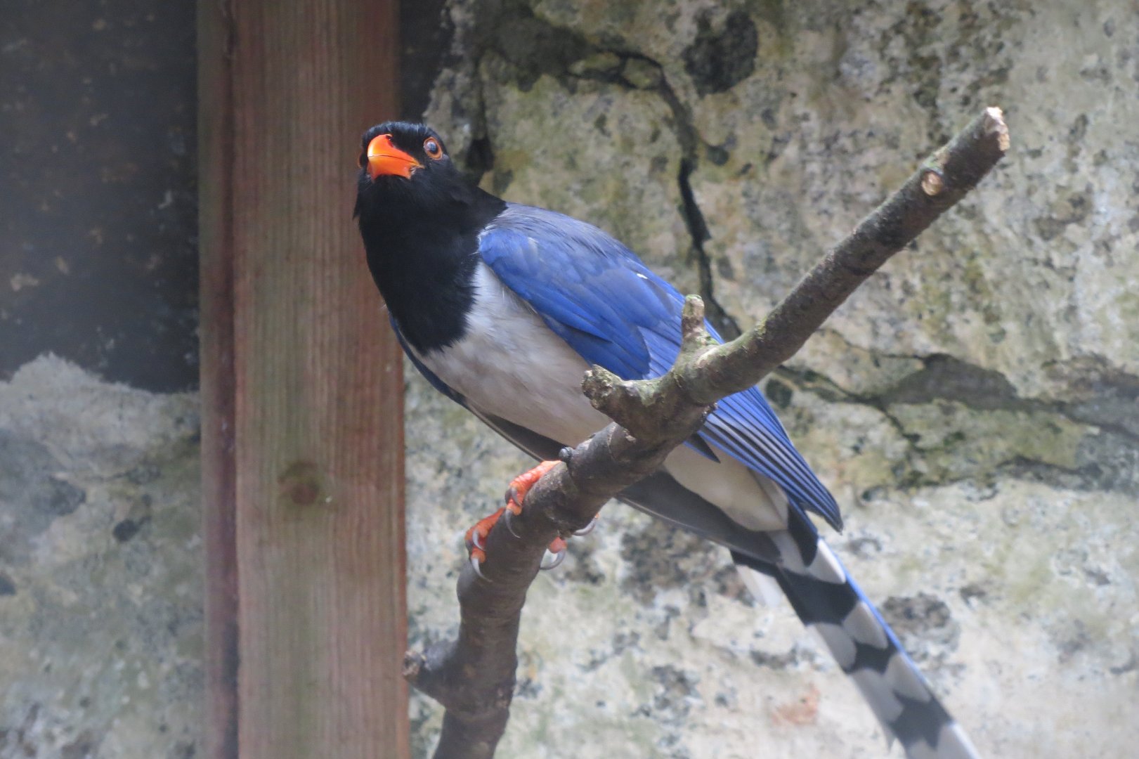 Red-billed blue magpie 190219