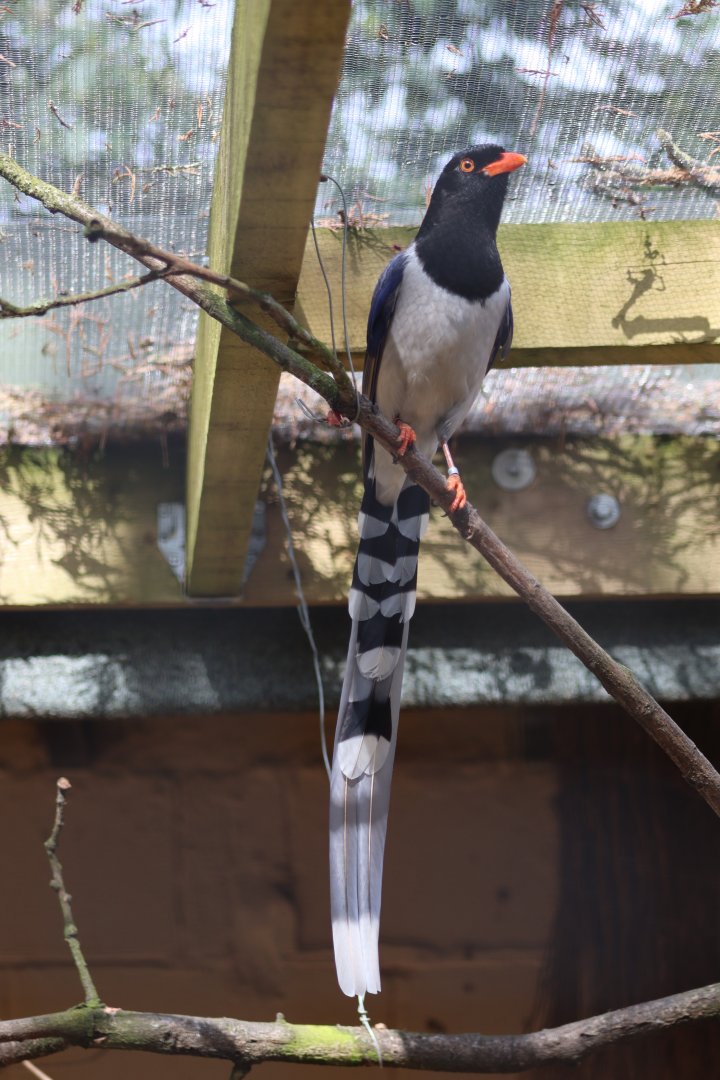 Red-billed blue magpie - 20 April 2022