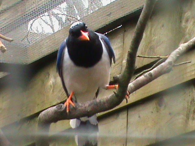 red-billed blue magpie 200211
