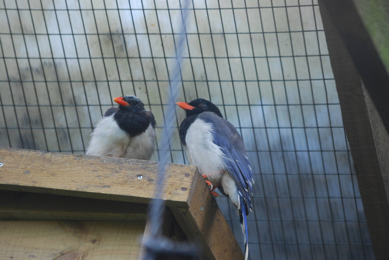 Red-billed blue magpie and fledgling