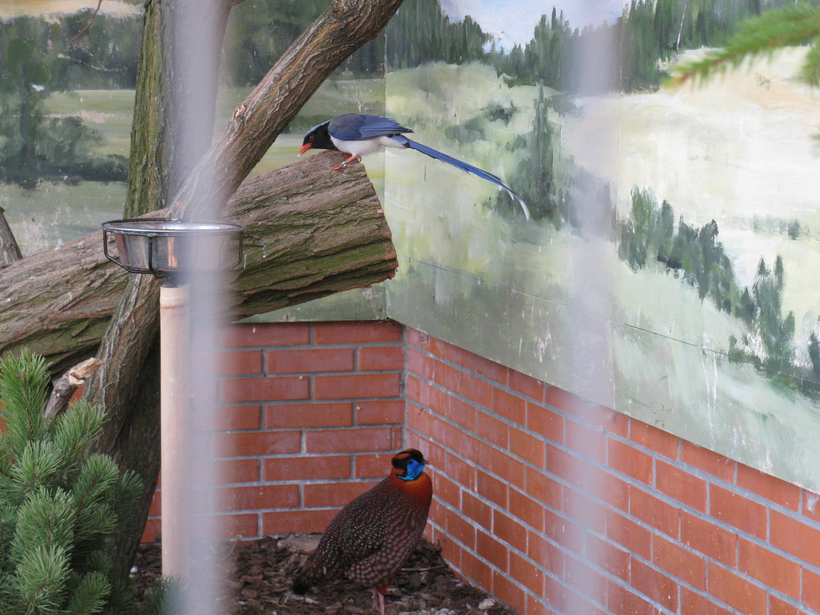 Red-billed Blue Magpie and Temminck's Tragopan