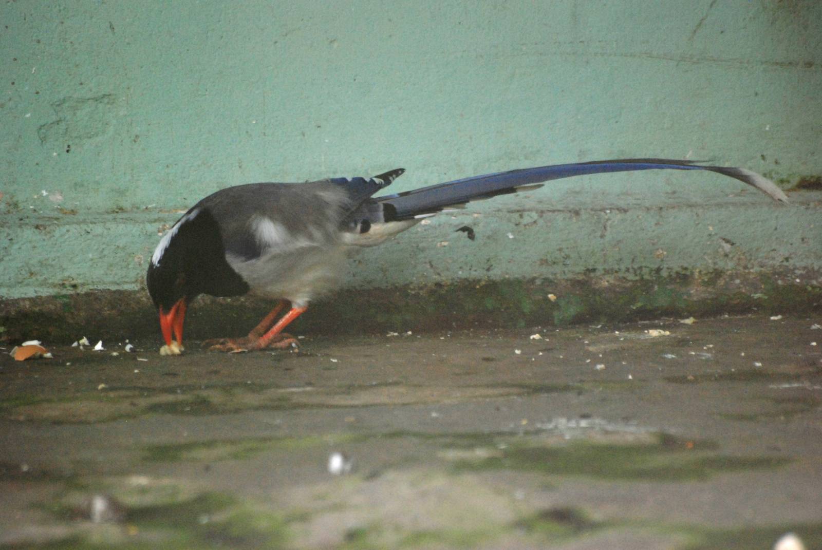 Red-billed Blue Magpie at Saigon Zoo, 16/03/12