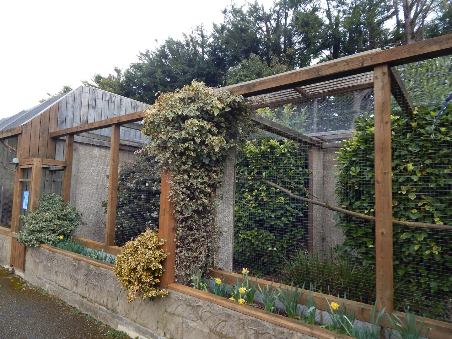 Red-billed blue magpie aviary 010323