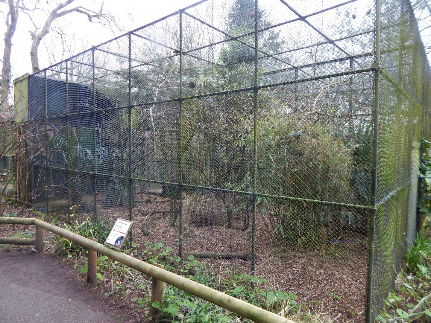 Red-billed blue magpie aviary 050224