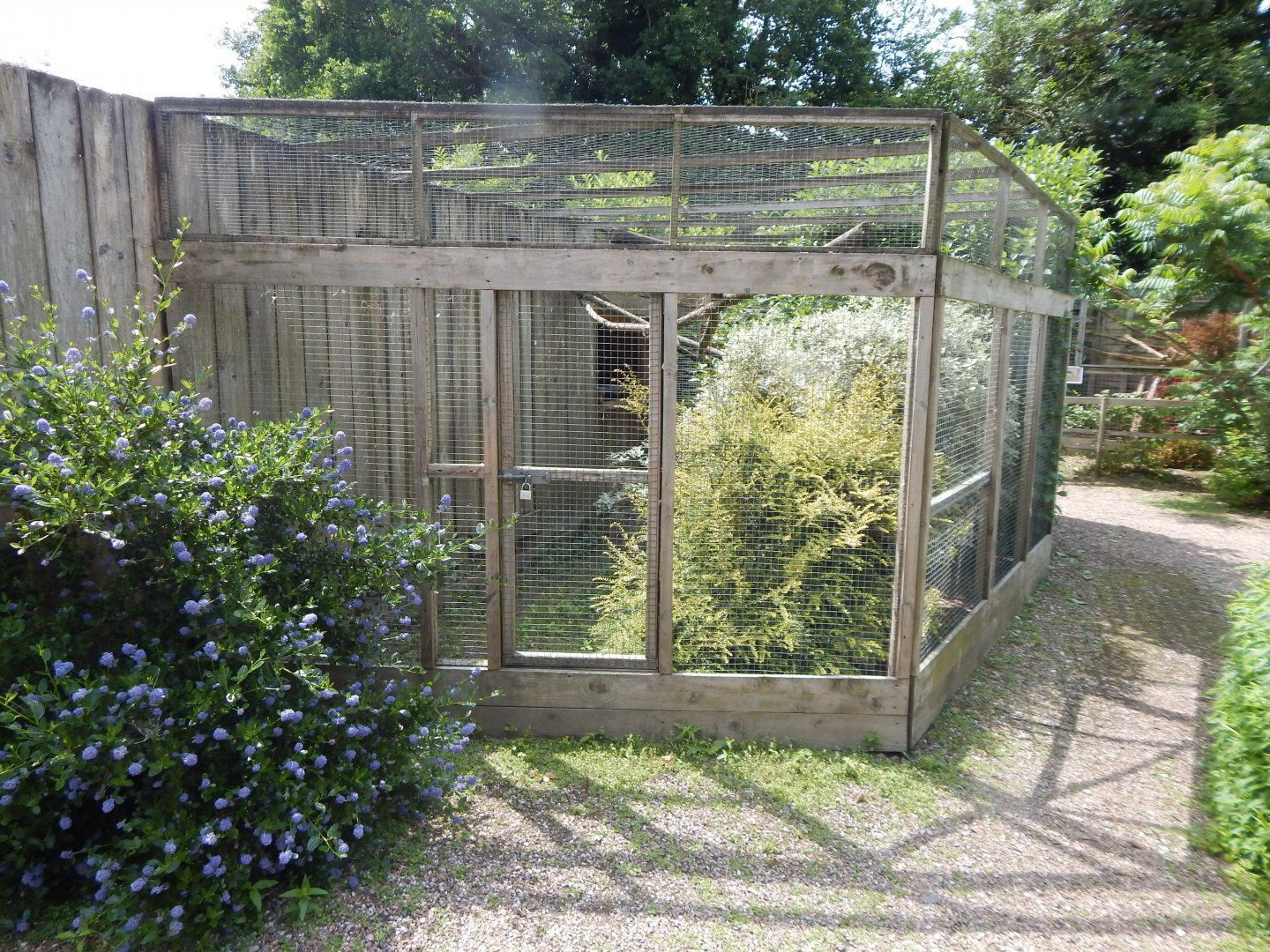 Red-billed blue magpie aviary 060625