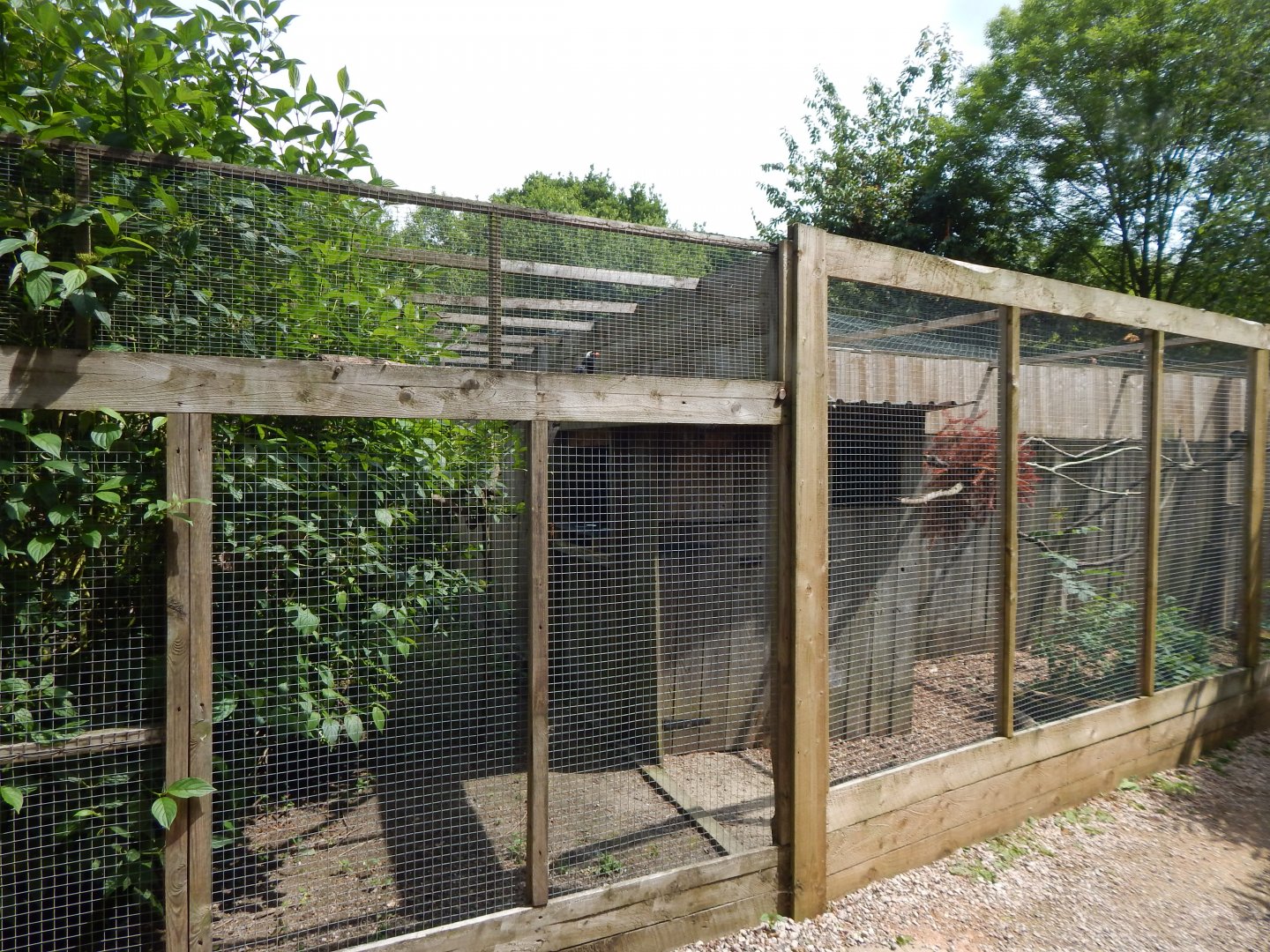 Red-billed blue magpie aviary 060625