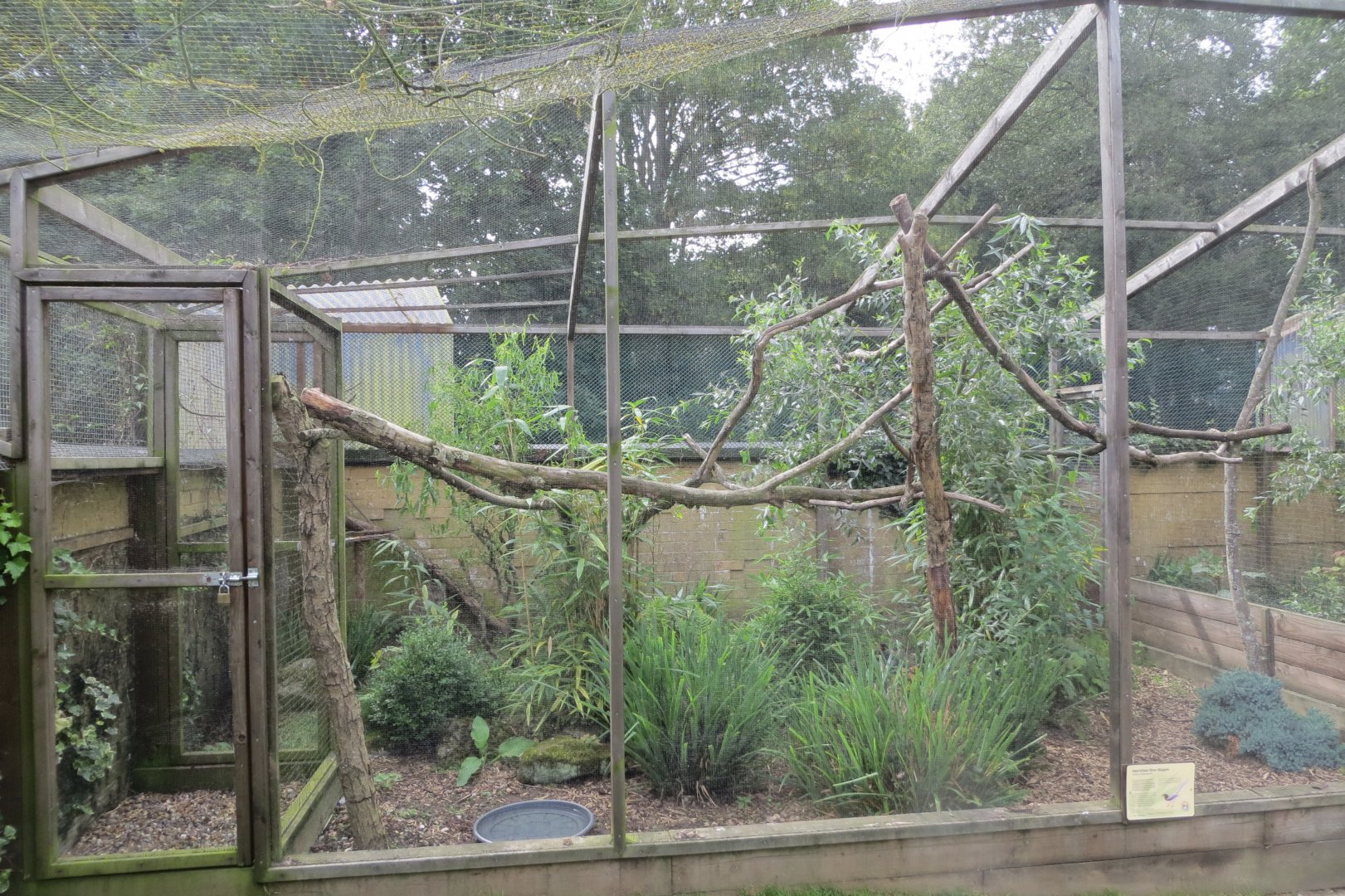 Red-billed blue magpie aviary 070819