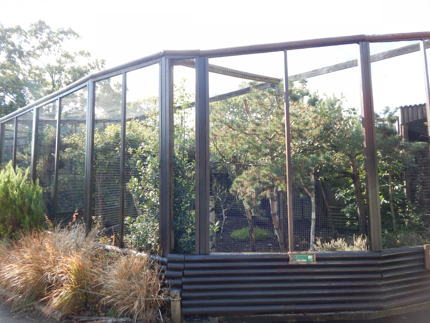 Red-billed blue magpie aviary 081020