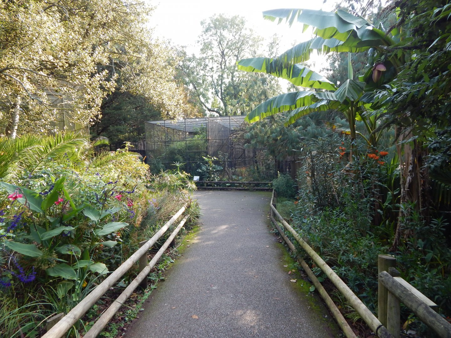 Red-billed blue magpie aviary 181020