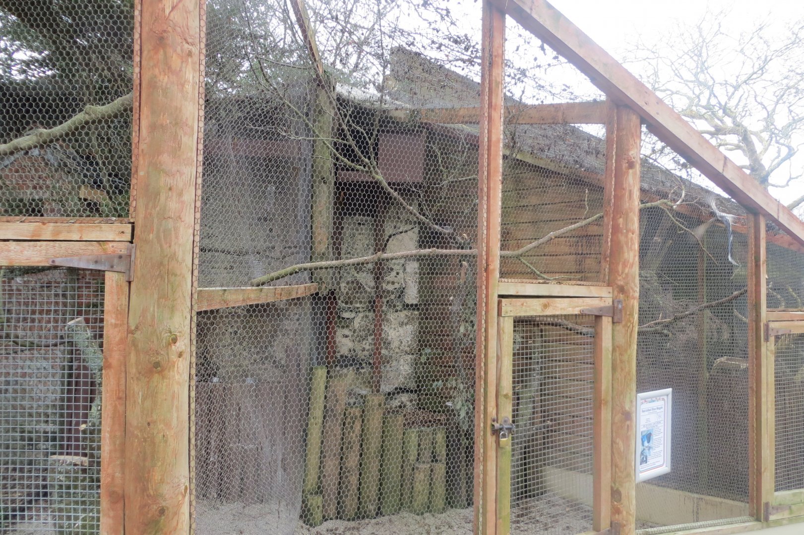 Red-billed blue magpie aviary 190219