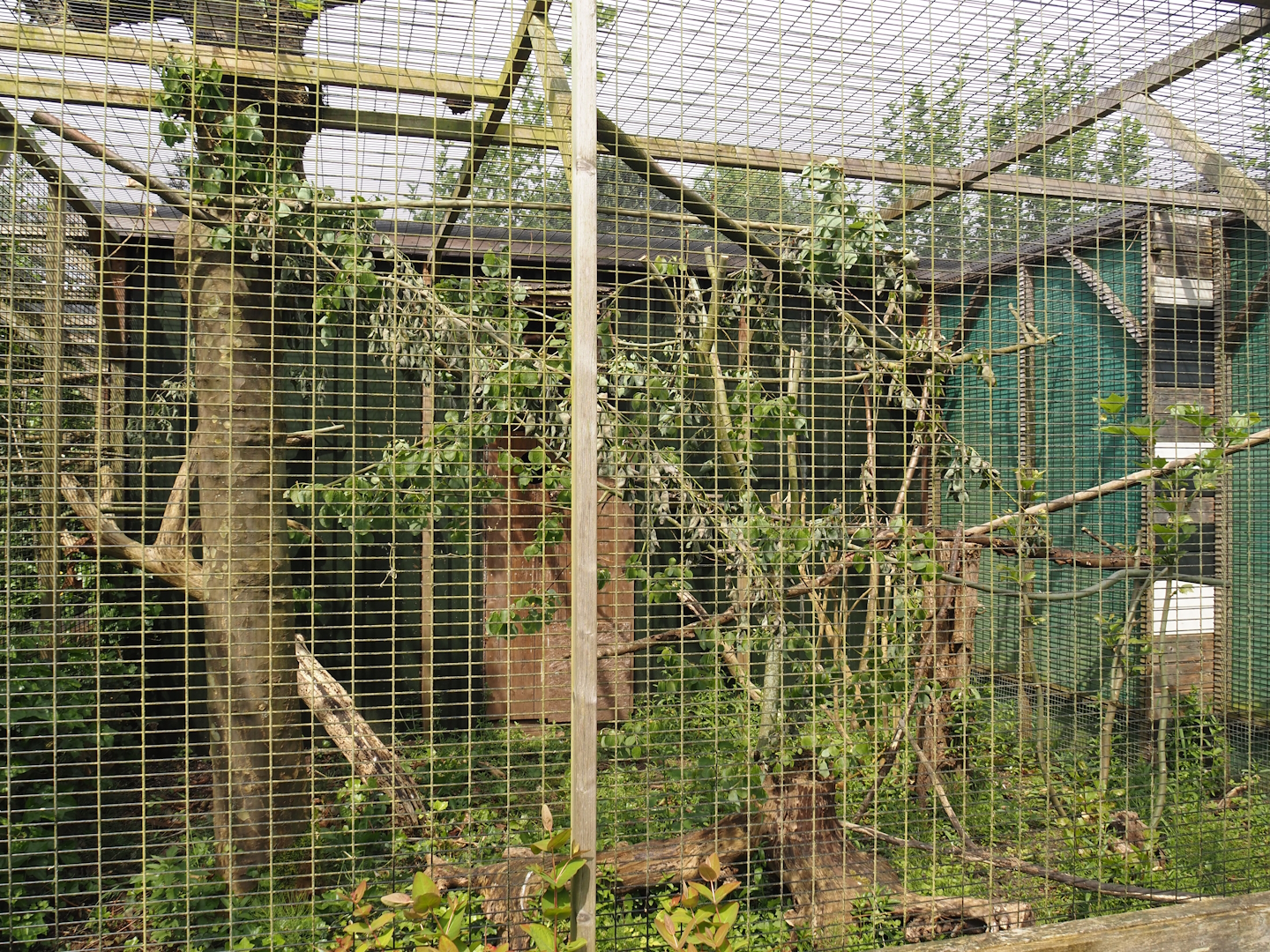 Red-billed blue magpie aviary, 2024-05-11