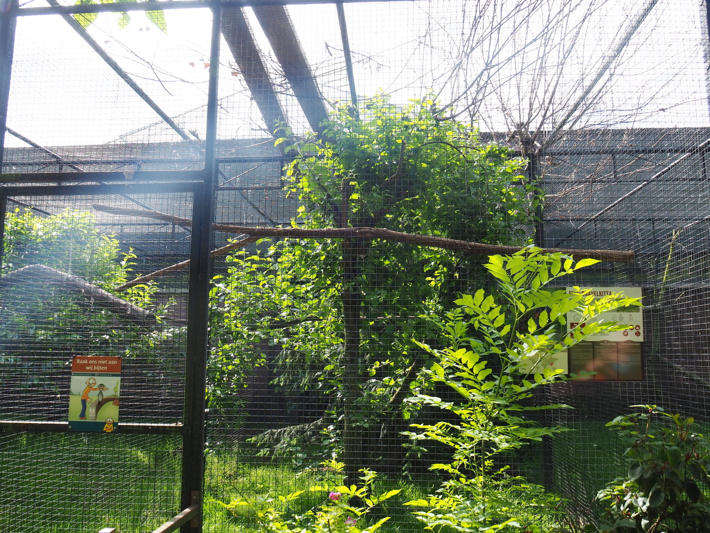 Red-billed blue magpie aviary (Formerly home to Black-throated magpie jays), 2021-06-15