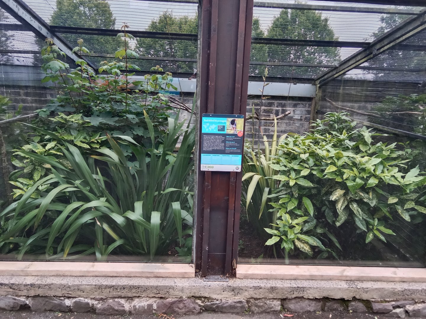 Red-billed blue magpie aviary