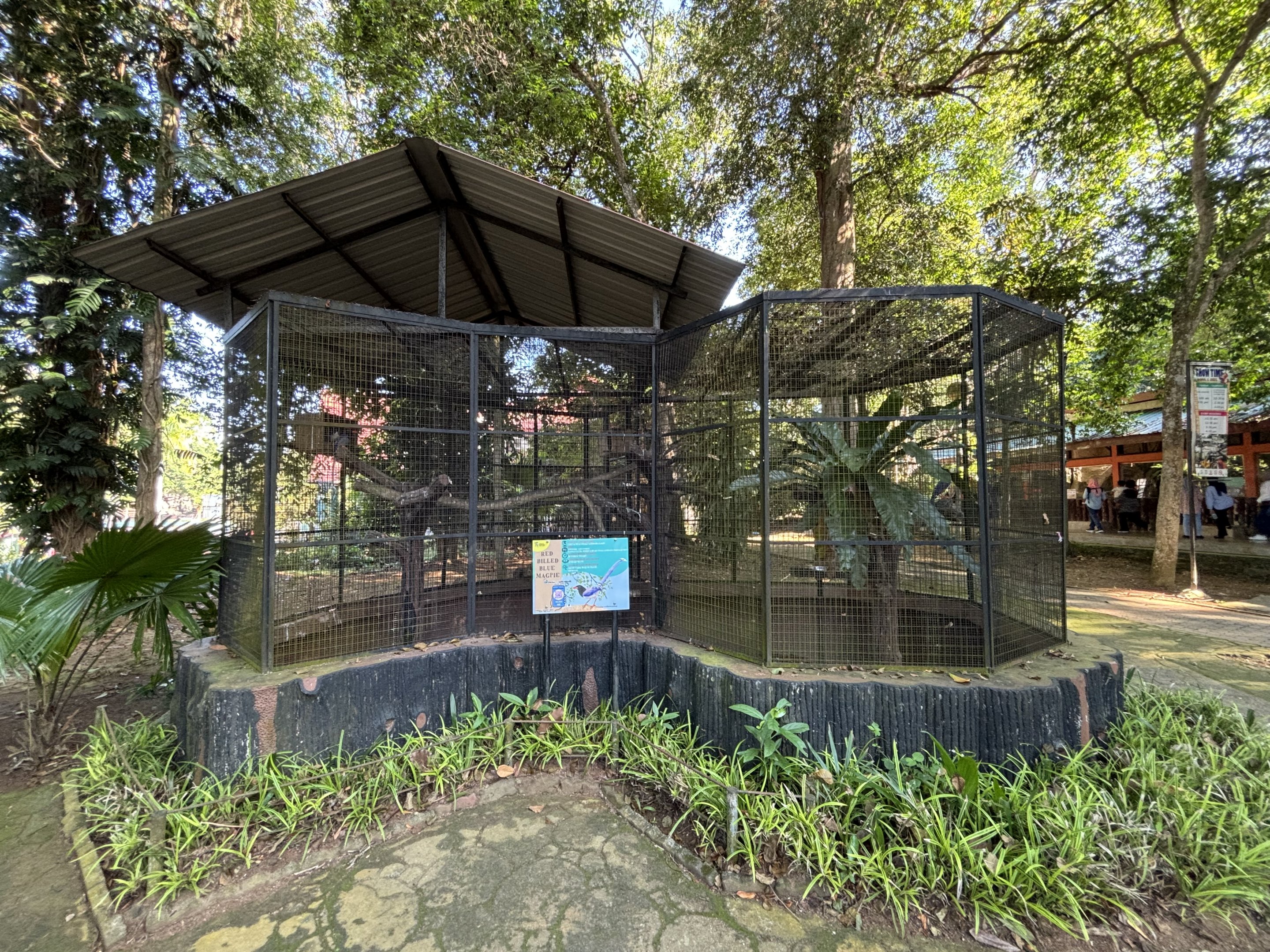 Red-billed Blue Magpie Aviary