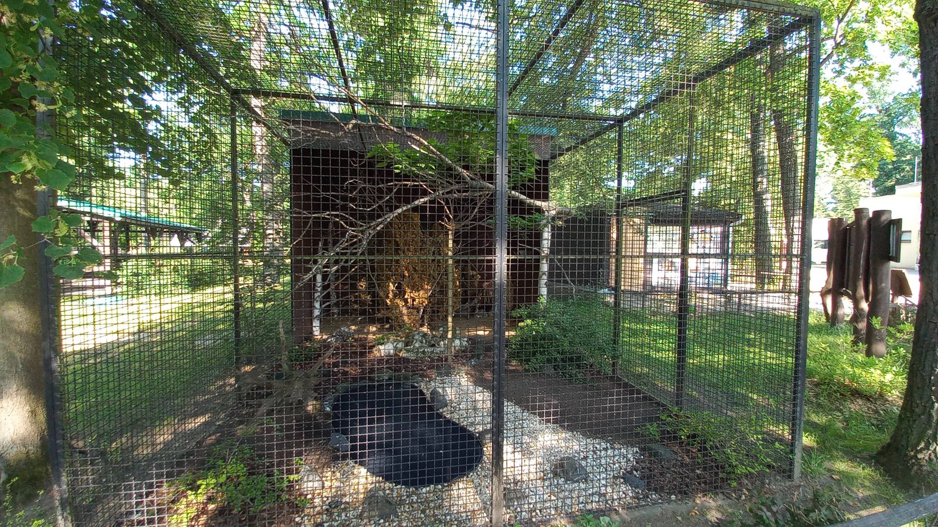 Red-billed blue magpie - aviary