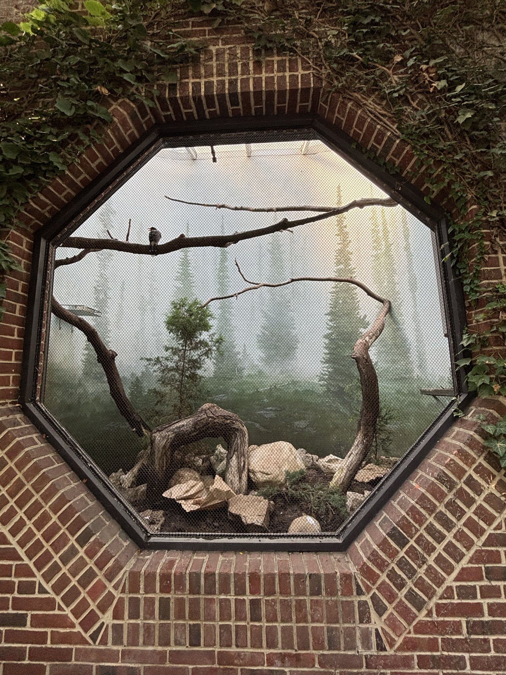 Red-billed Blue Magpie Aviary