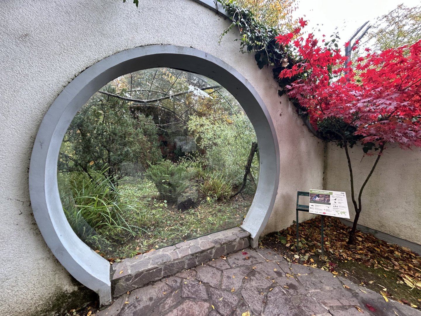 Red-billed Blue Magpie Aviary