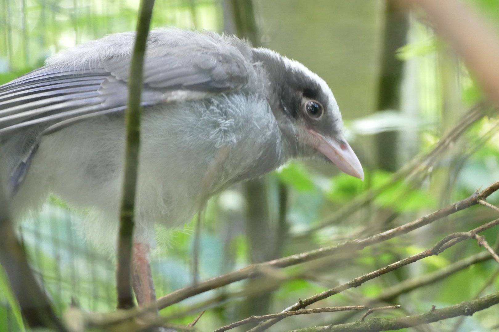 Red-billed blue magpie chick, June 2018