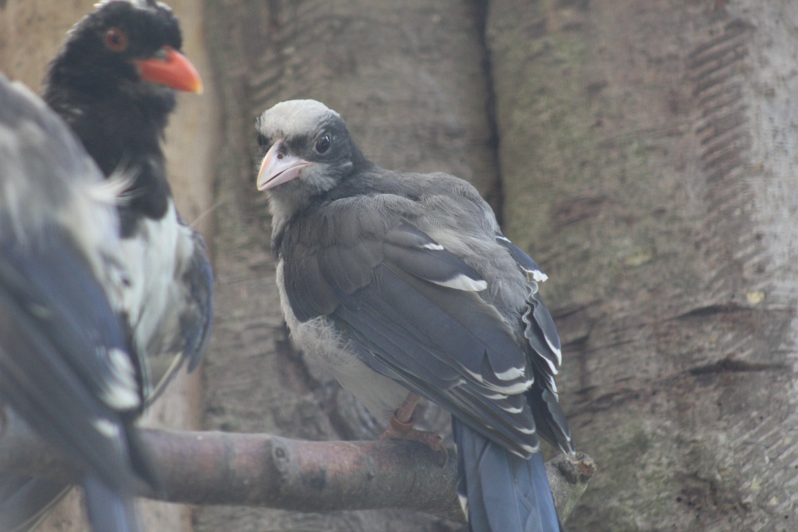 Red-Billed Blue Magpie Chick