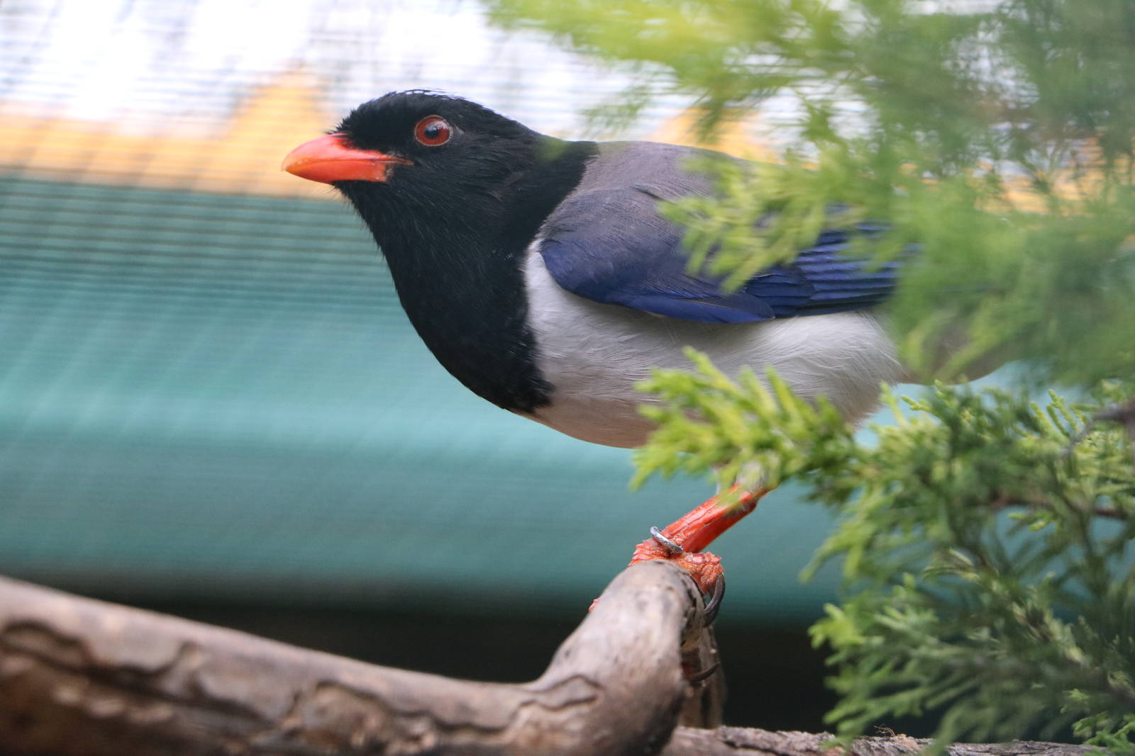 Red-billed blue magpie, February 2016