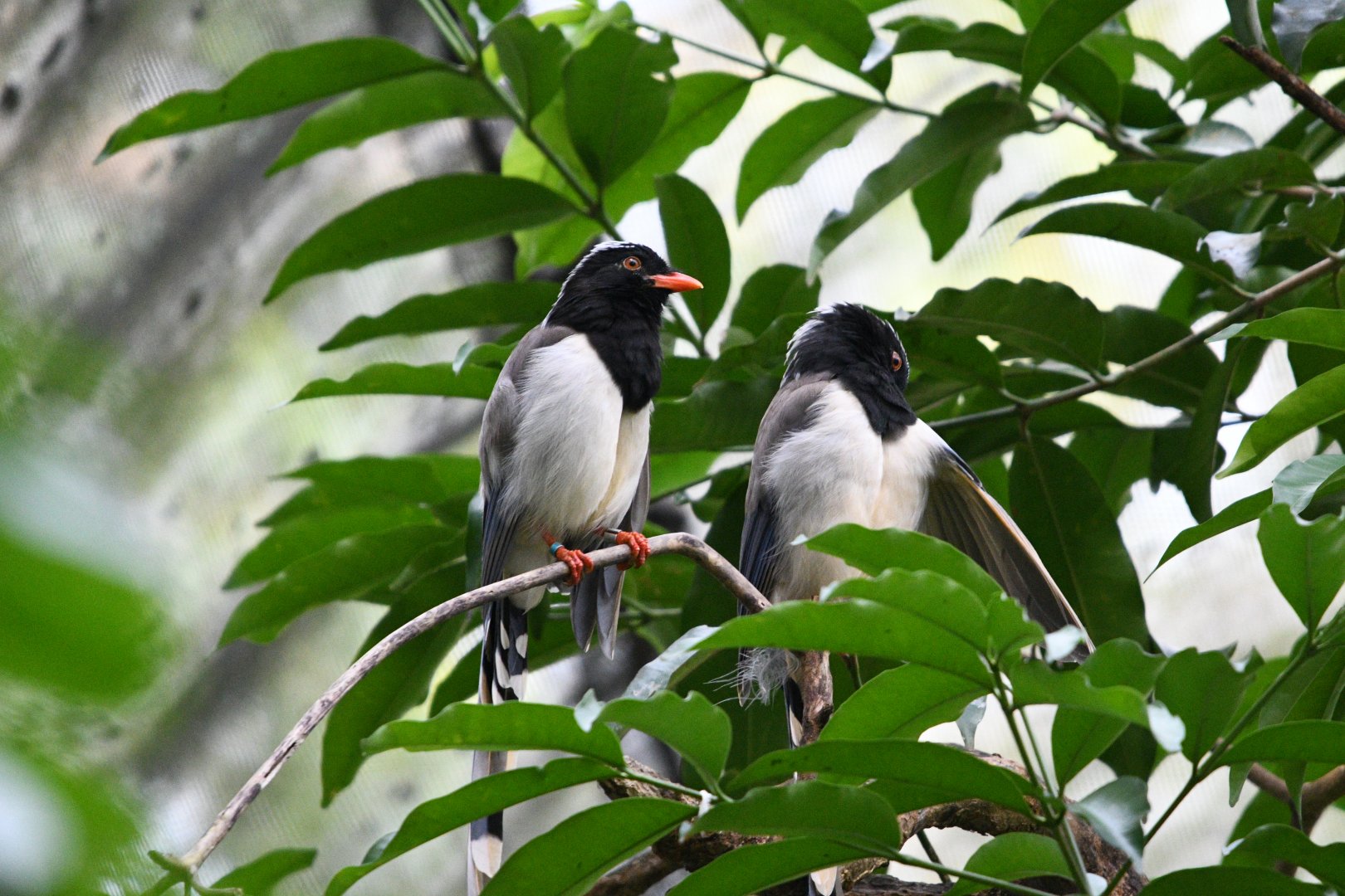 Red Billed Blue Magpie ~ Fragile Forest