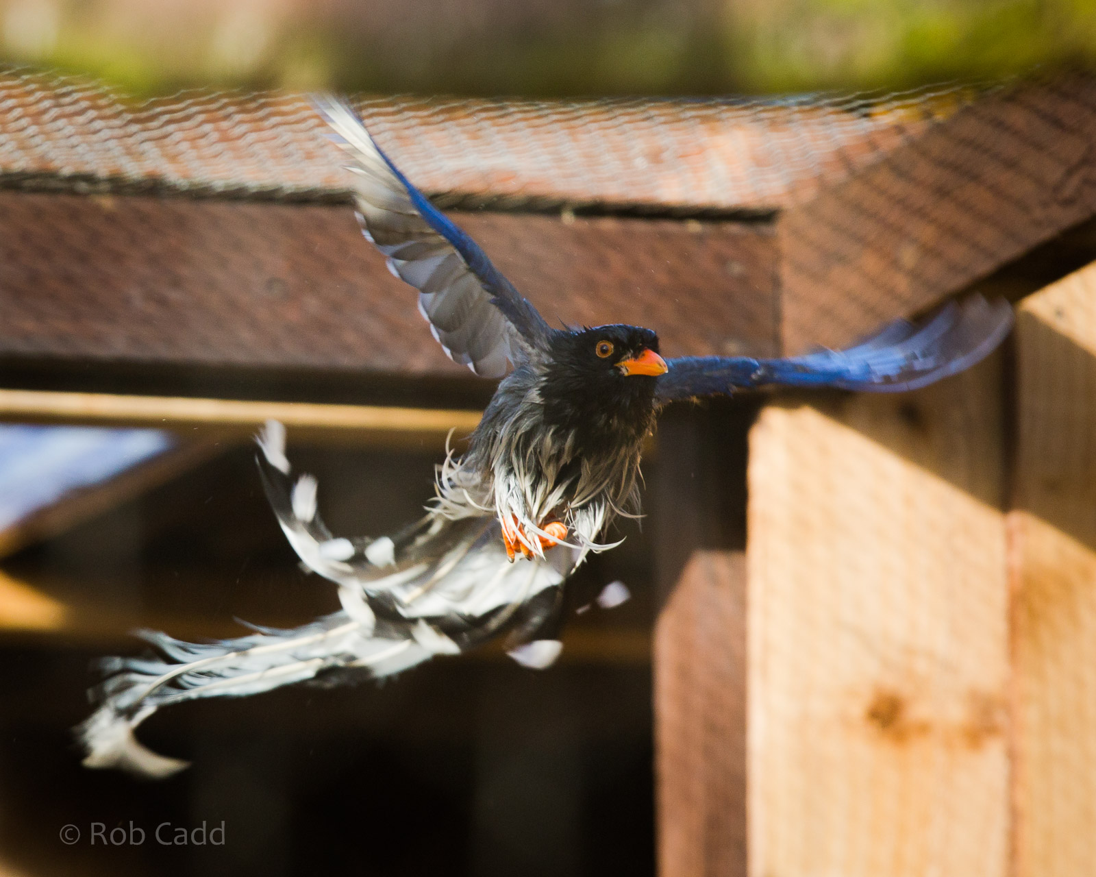 Red-billed blue magpie : Hamerton : 08 Feb 2015