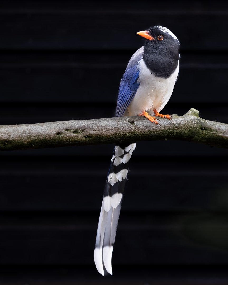 Red billed Blue Magpie / Hamerton / 11-11-21