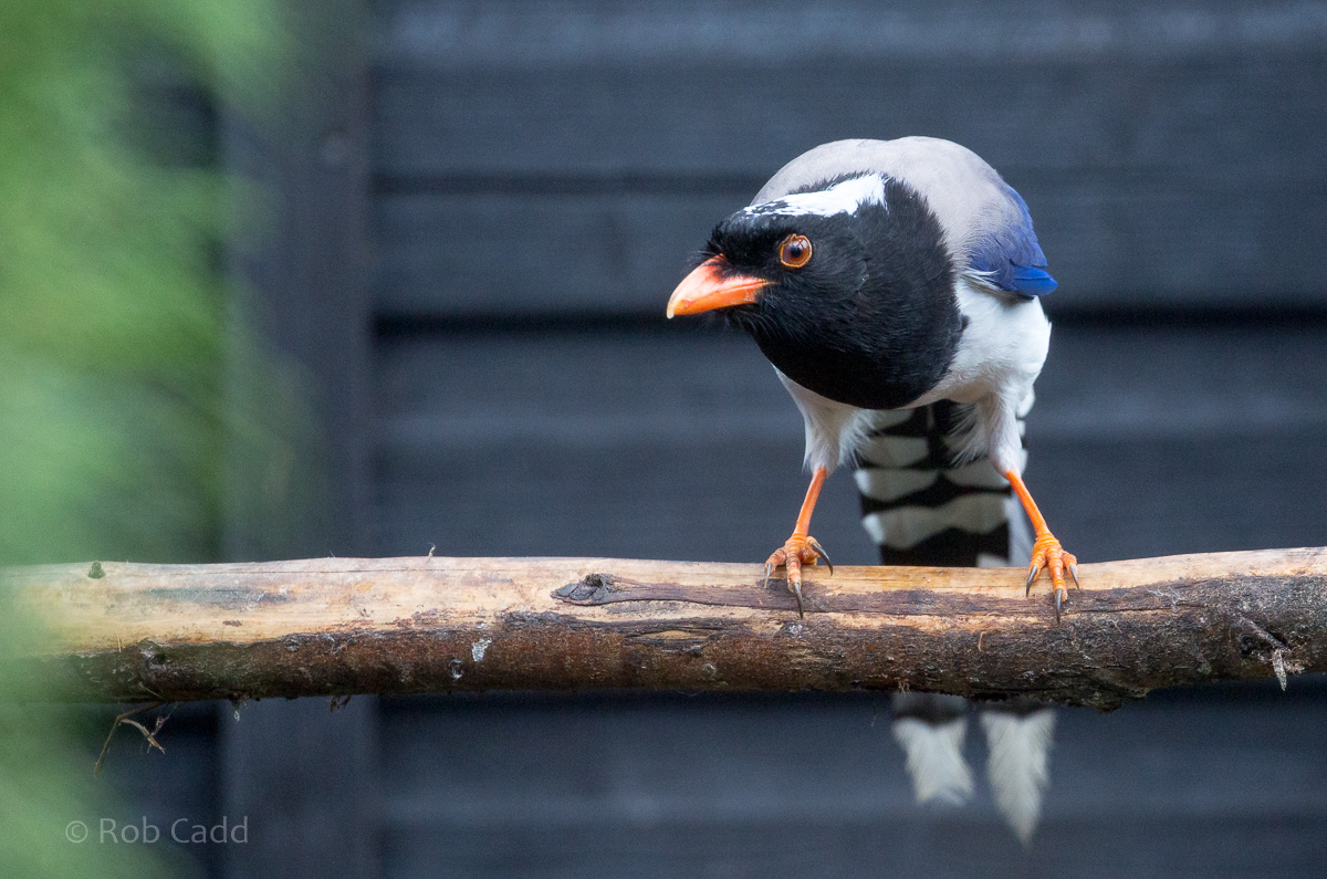Red-billed blue magpie : Hamerton : 14 May 2017