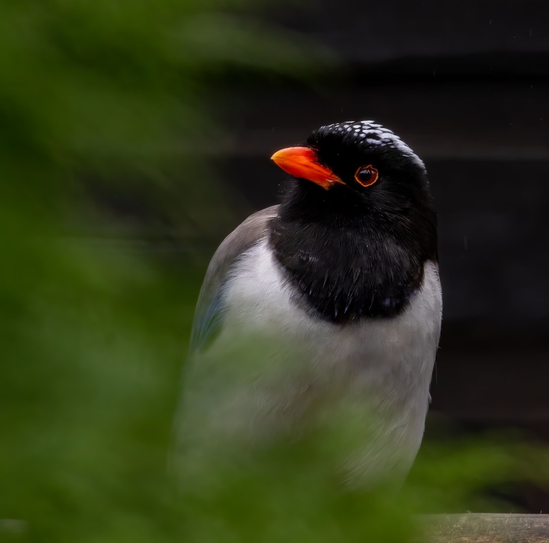 Red-billed Blue Magpie / Hamerton / 18-3-20
