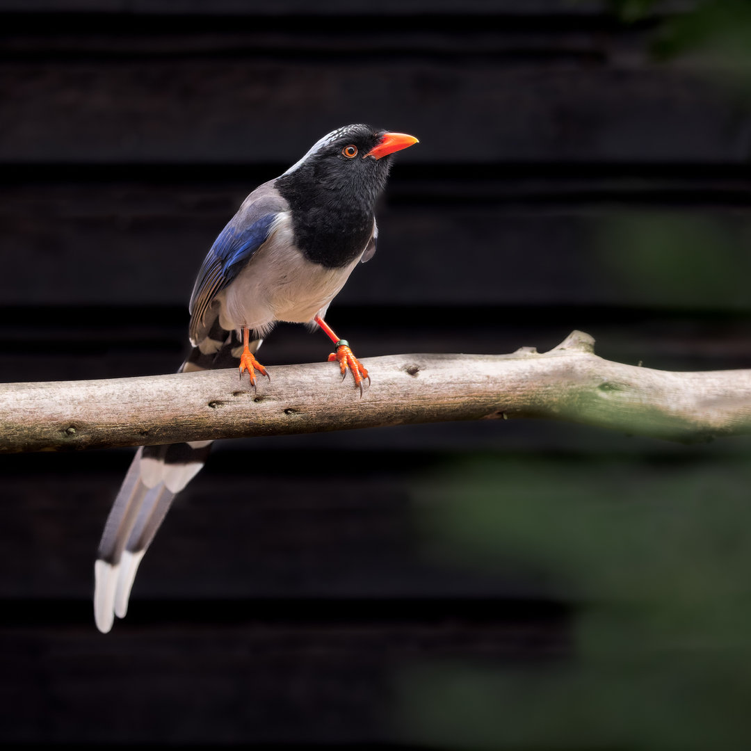Red-billed Blue Magpie / Hamerton / 2-11-22