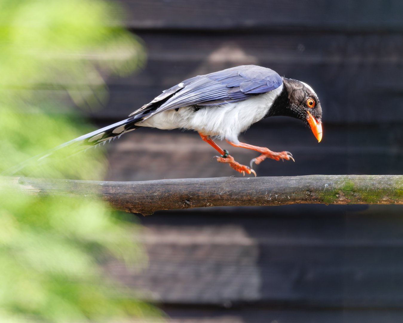 Red-billed Blue Magpie / Hamerton / 3-5-22