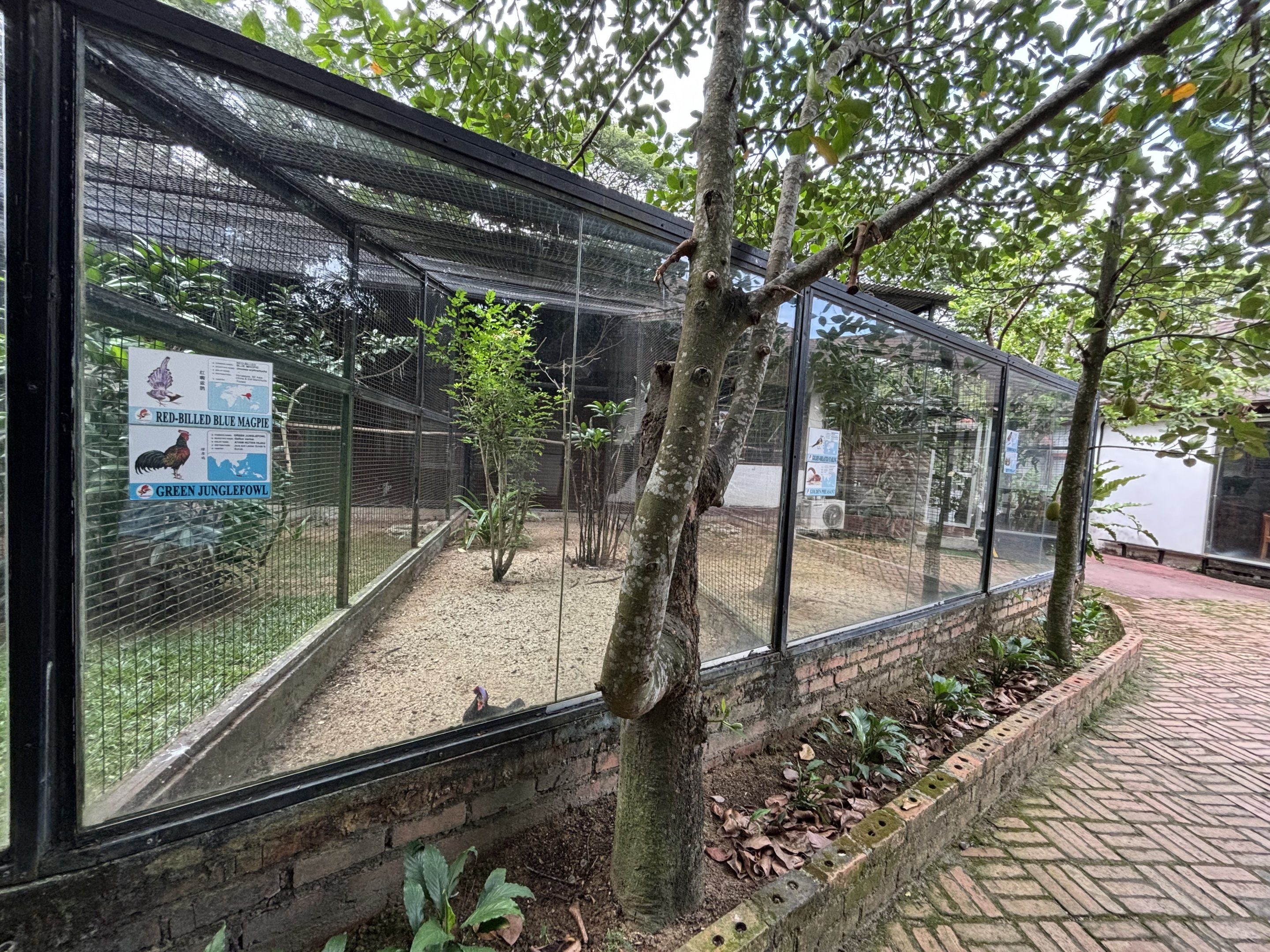 Red-billed Blue Magpie + Junglefowl Aviary