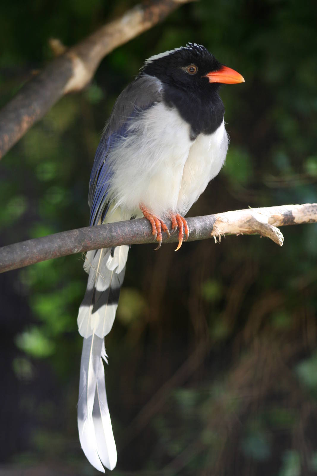Red-billed Blue Magpie @ Lotherton; 24.09.09