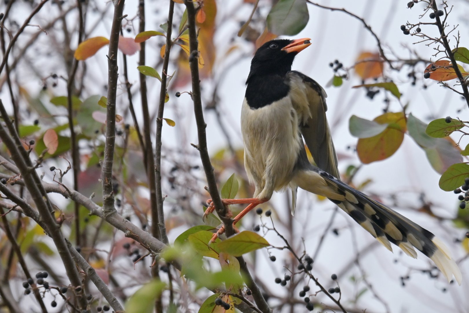 Red-billed blue magpie Urocissa erythrochyncha
