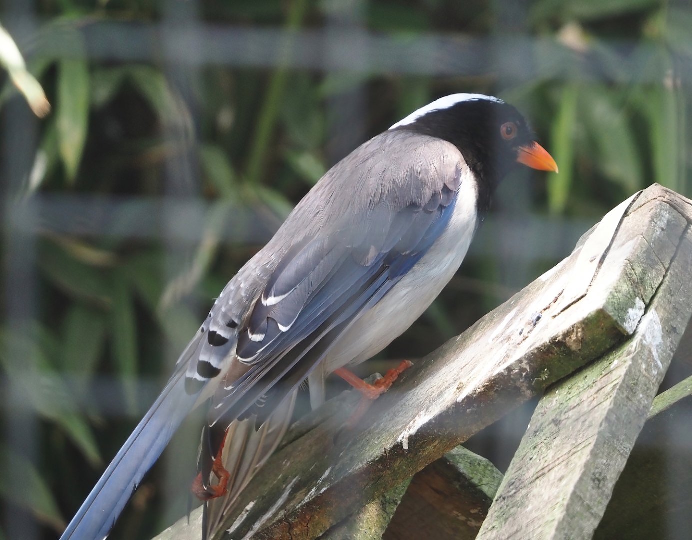 Red-billed blue magpie (Urocissa erythrorhyncha), 2025-04-12