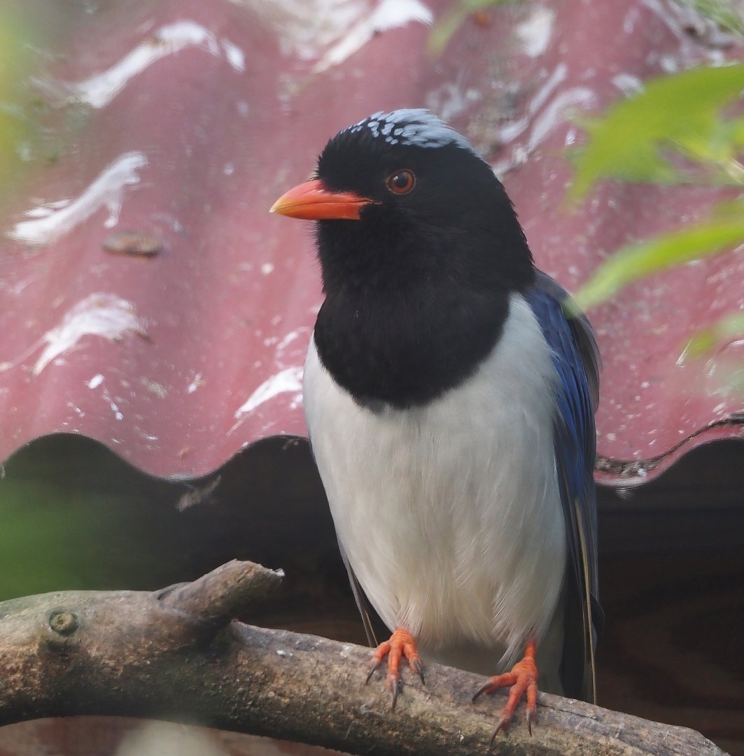 Red-billed blue magpie (Urocissa erythrorhyncha), 2025-04-12