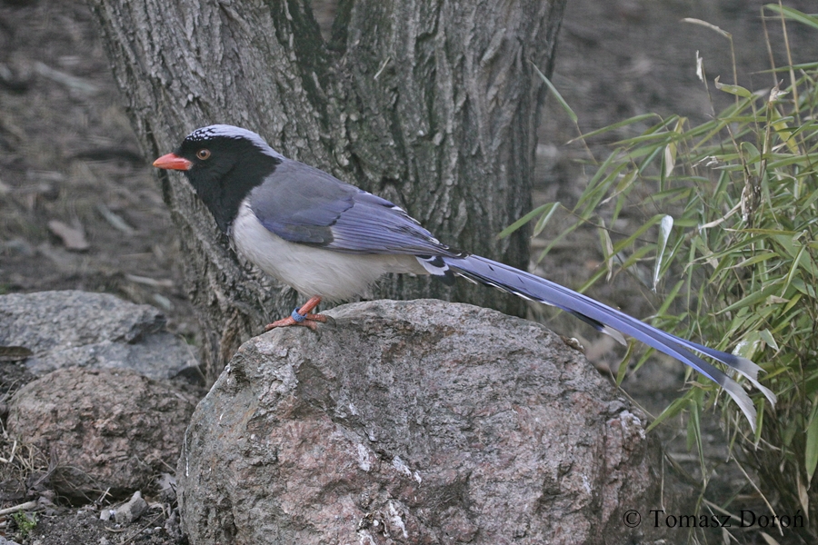 Red-billed Blue Magpie (Urocissa erythrorhyncha)